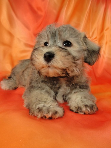 Male Schnoodle puppy for sale #23 Born November 25, 2011